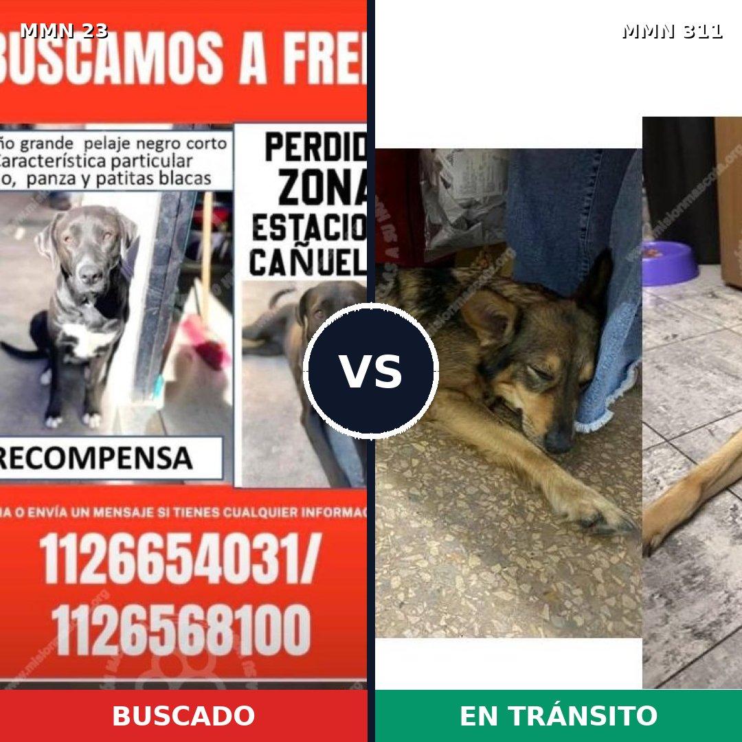 Comparativa MMS 1284: mascota perdida y mascota encontrada, 61% de similitud