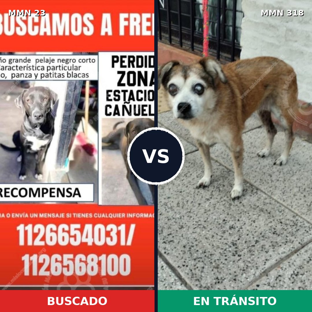 Comparativa MMS 1285: mascota perdida y mascota encontrada, 54% de similitud
