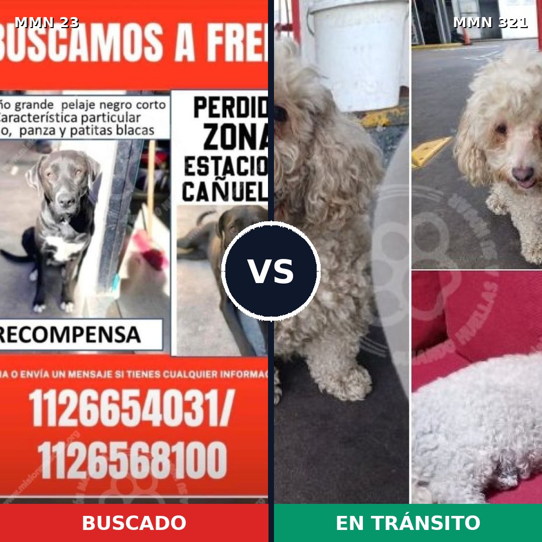 Comparativa MMS 1286: mascota perdida y mascota encontrada, 36% de similitud