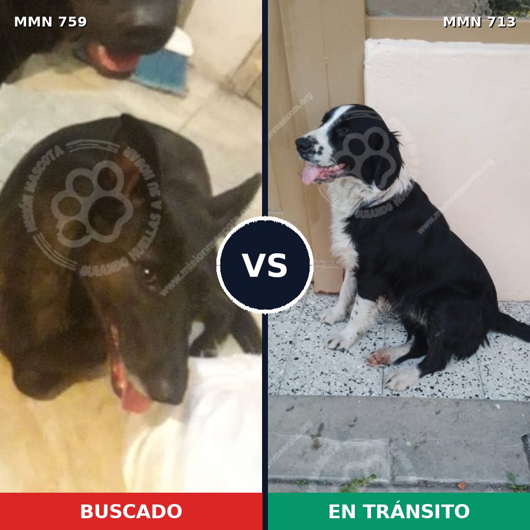 Comparativa MMS 12864: mascota perdida y mascota encontrada, 57% de similitud