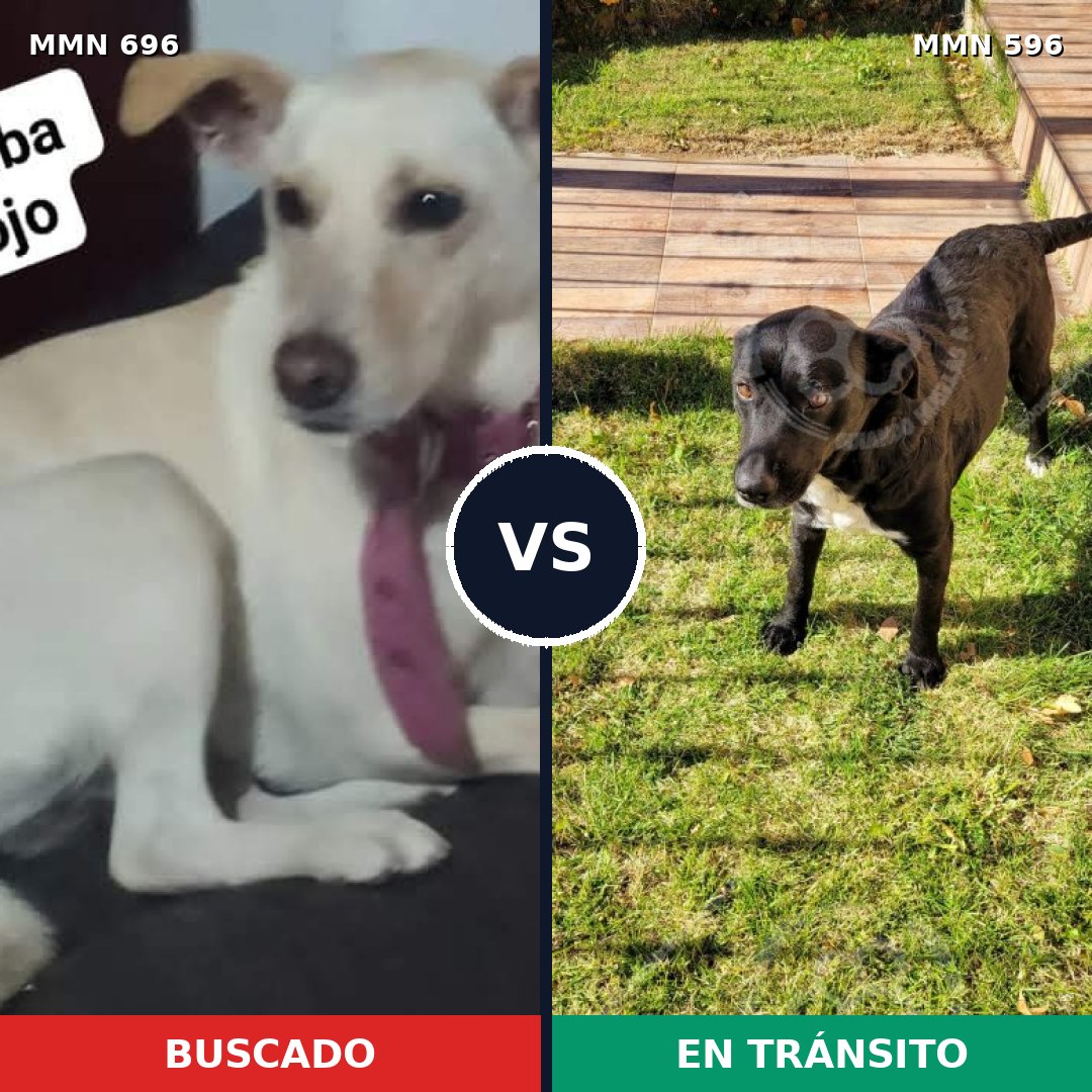 Comparativa MMS 12865: mascota perdida y mascota encontrada, 24% de similitud