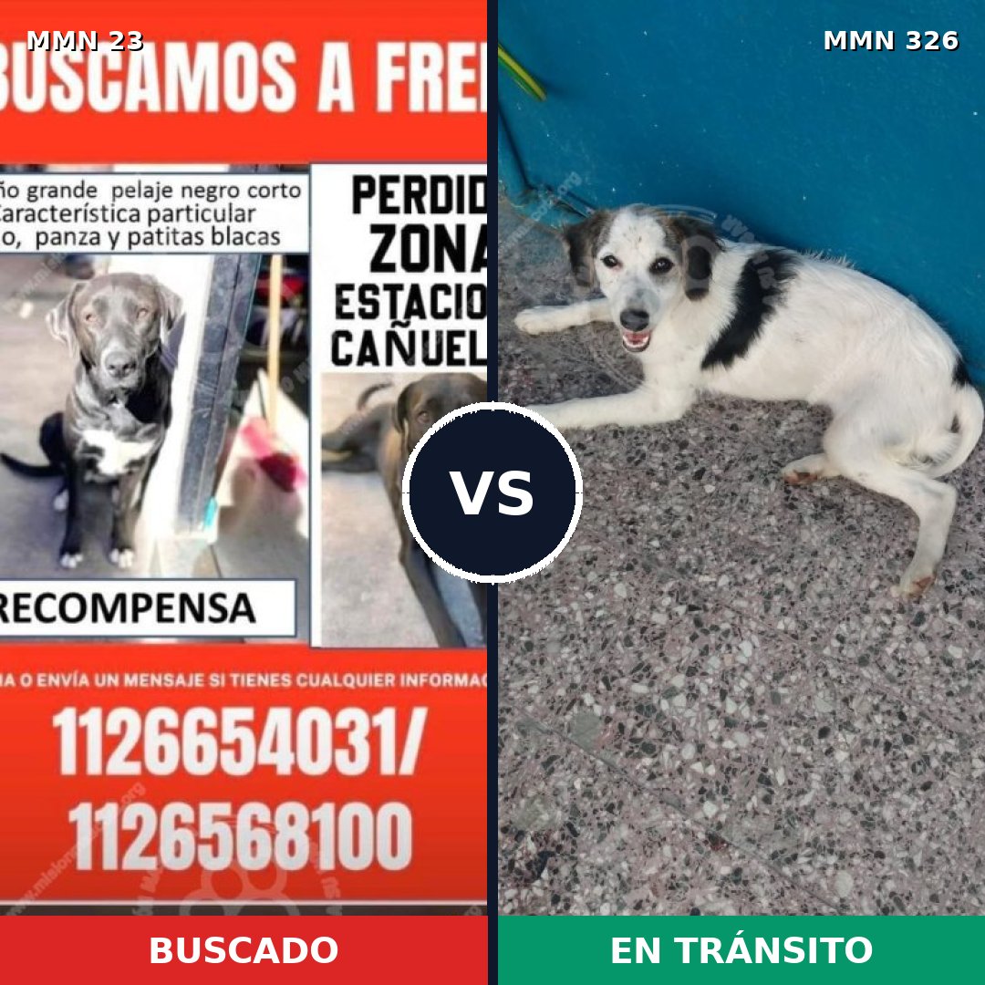 Comparativa MMS 1287: mascota perdida y mascota encontrada, 61% de similitud