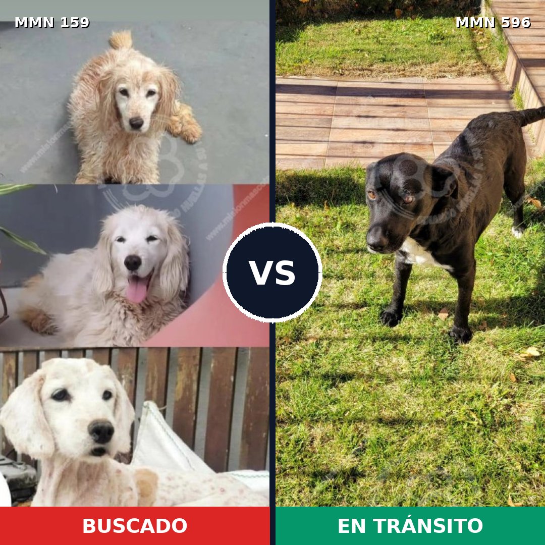 Comparativa MMS 12872: mascota perdida y mascota encontrada, 51% de similitud