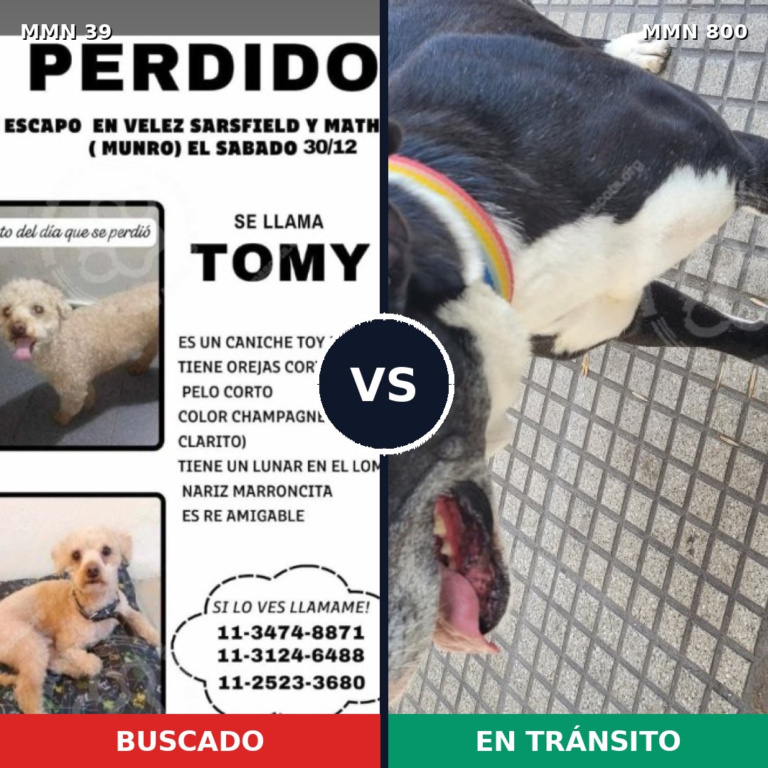 Comparativa MMS 12873: mascota perdida y mascota encontrada, 28% de similitud
