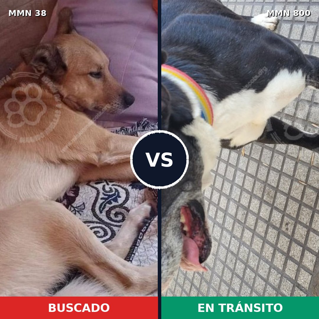 Comparativa MMS 12874: mascota perdida y mascota encontrada, 38% de similitud