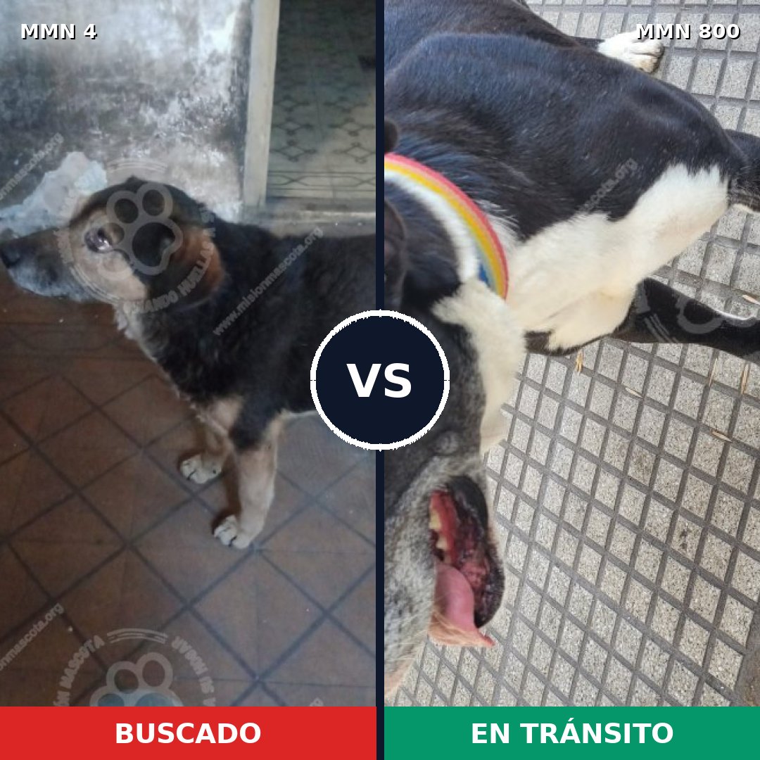 Comparativa MMS 12875: mascota perdida y mascota encontrada, 36% de similitud