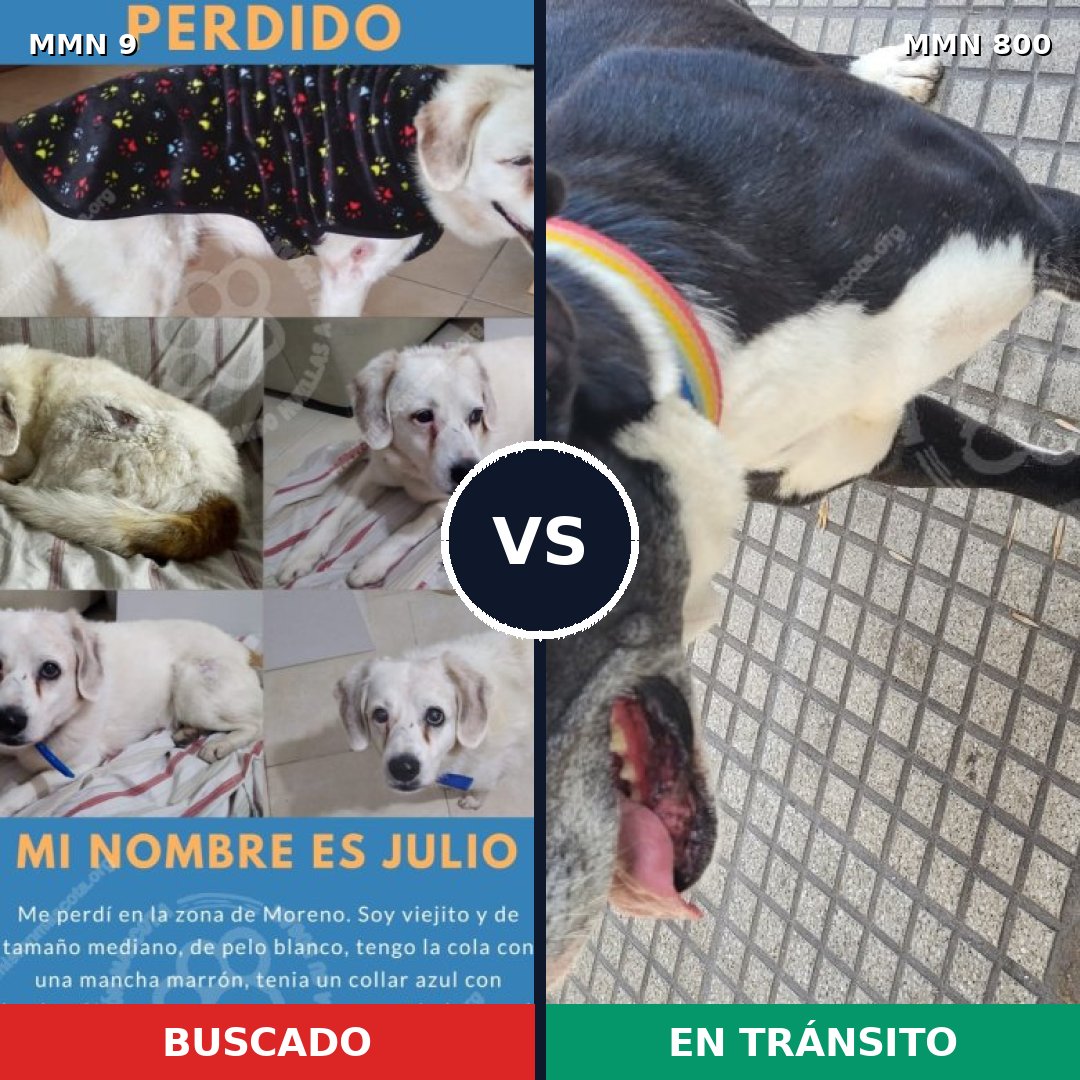 Comparativa MMS 12877: mascota perdida y mascota encontrada, 38% de similitud