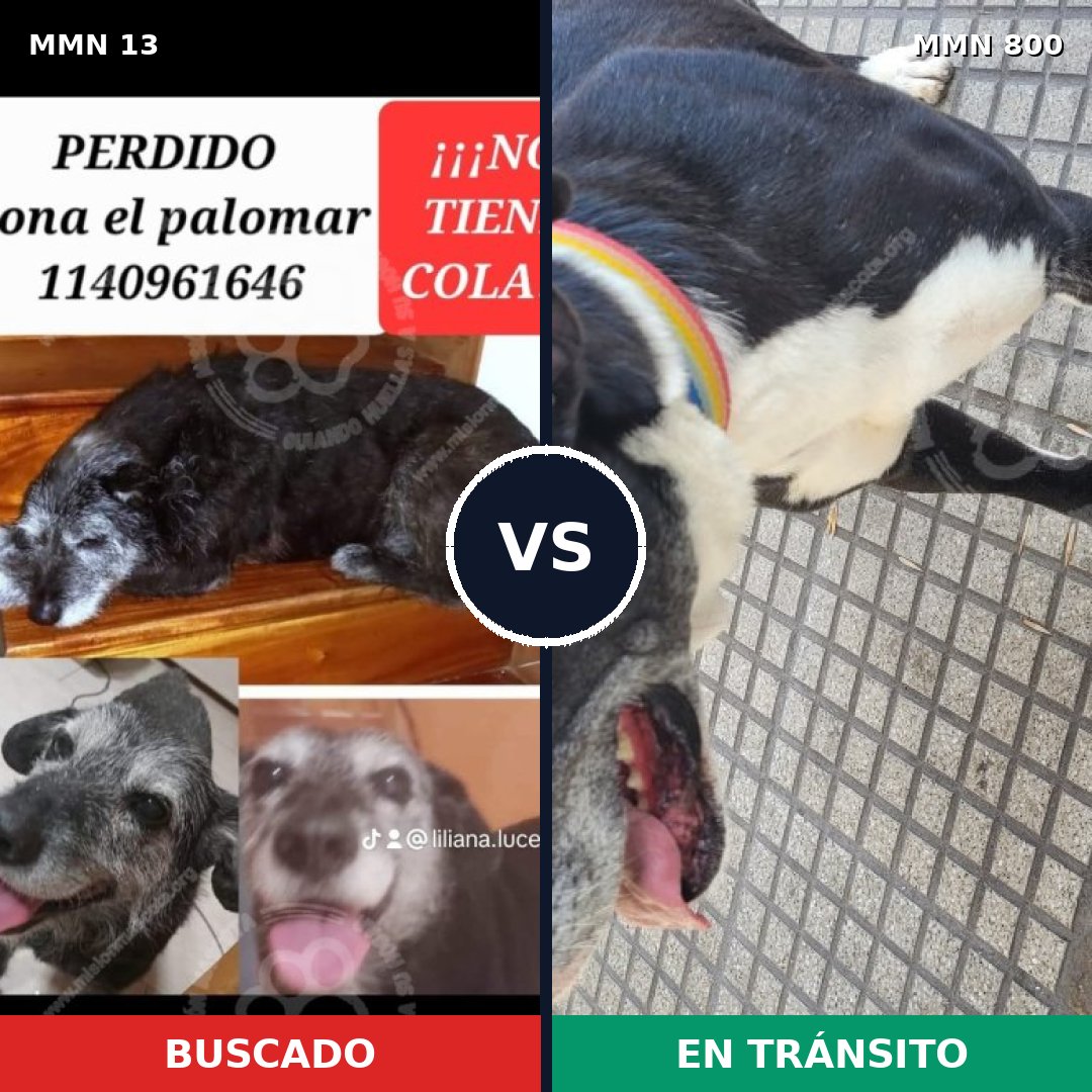 Comparativa MMS 12879: mascota perdida y mascota encontrada, 39% de similitud
