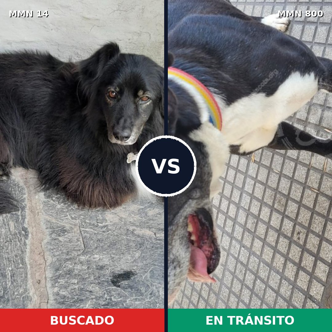 Comparativa MMS 12880: mascota perdida y mascota encontrada, 56% de similitud