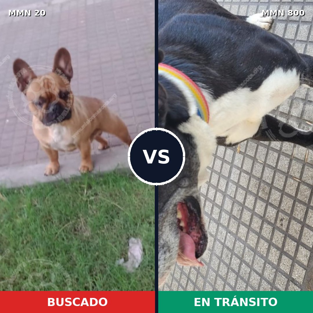 Comparativa MMS 12882: mascota perdida y mascota encontrada, 28% de similitud