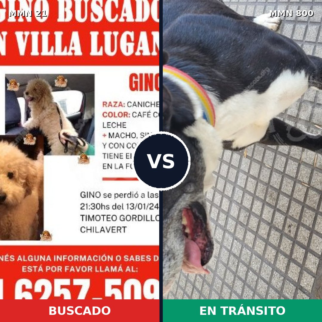 Comparativa MMS 12883: mascota perdida y mascota encontrada, 29% de similitud