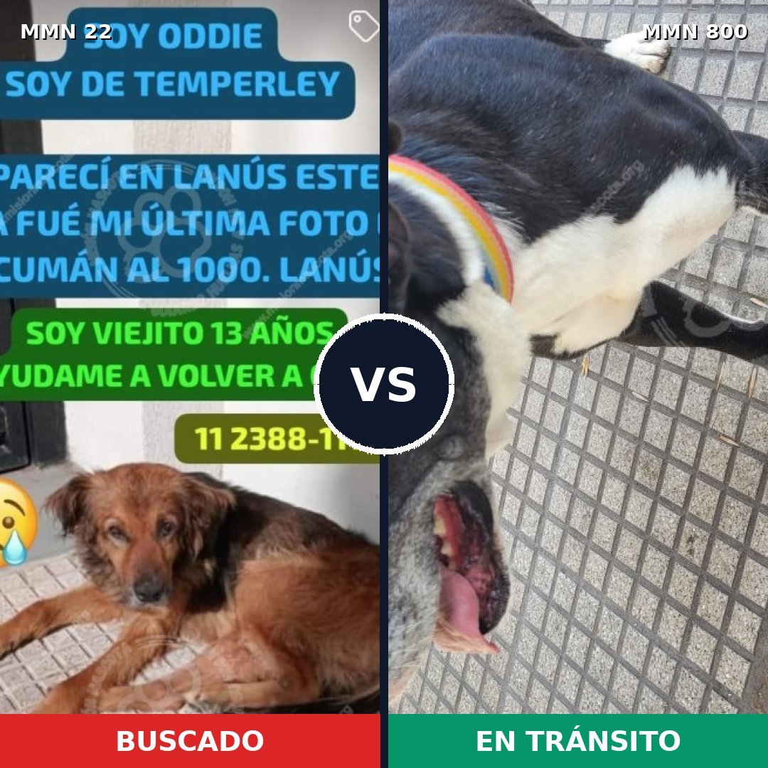 Comparativa MMS 12884: mascota perdida y mascota encontrada, 29% de similitud