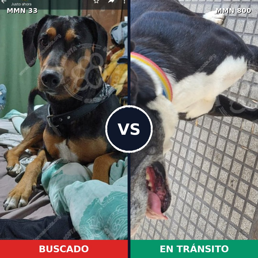 Comparativa MMS 12885: mascota perdida y mascota encontrada, 51% de similitud