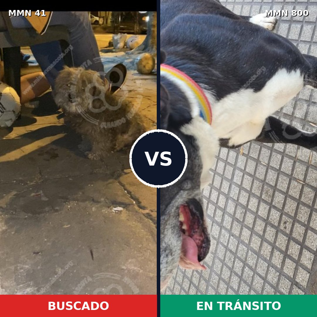 Comparativa MMS 12887: mascota perdida y mascota encontrada, 21% de similitud