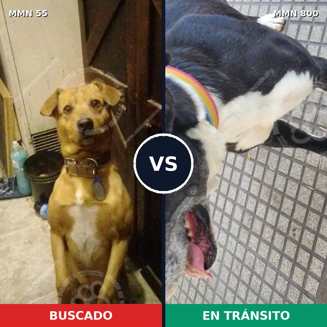 Comparativa MMS 12889: mascota perdida y mascota encontrada, 35% de similitud