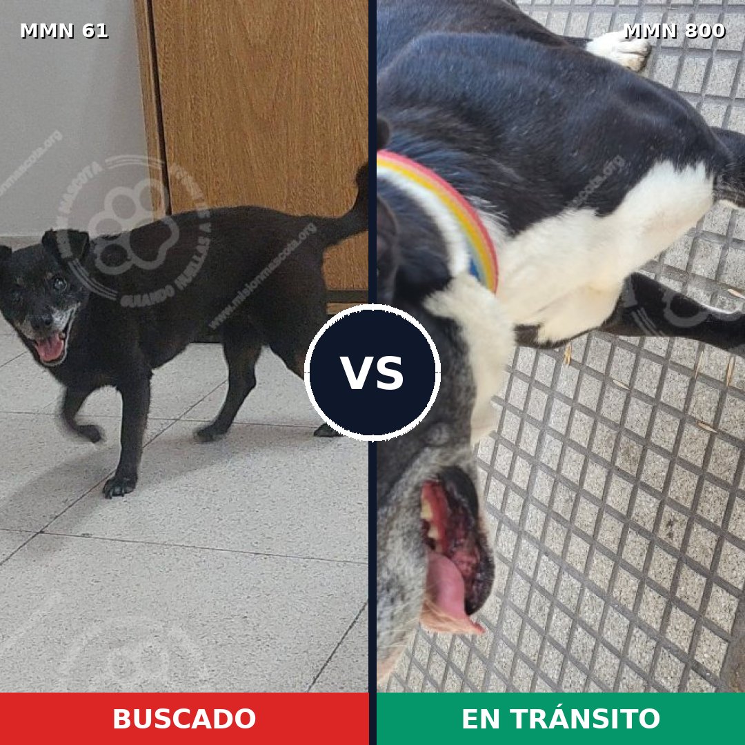 Comparativa MMS 12890: mascota perdida y mascota encontrada, 41% de similitud