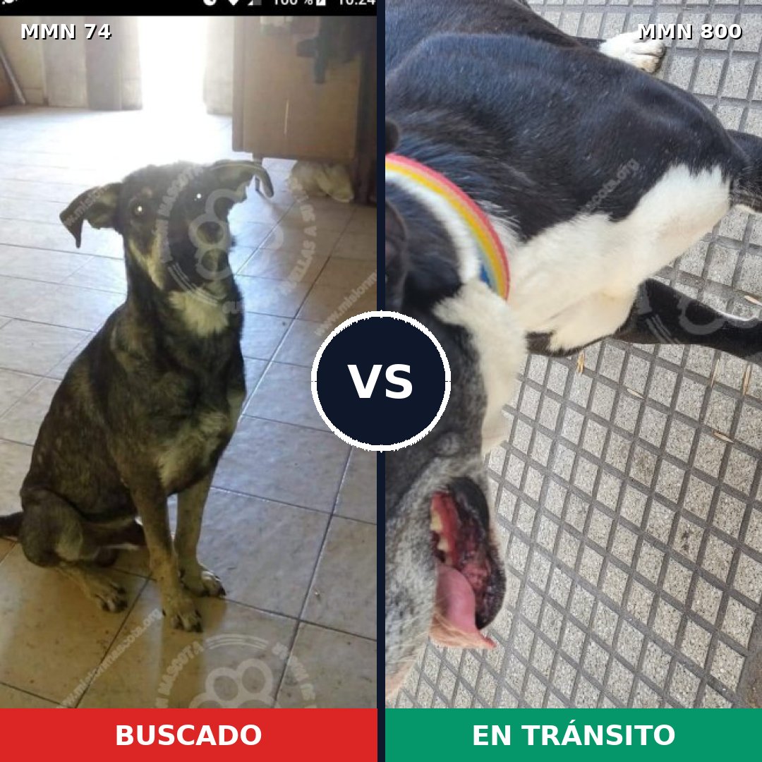 Comparativa MMS 12891: mascota perdida y mascota encontrada, 47% de similitud