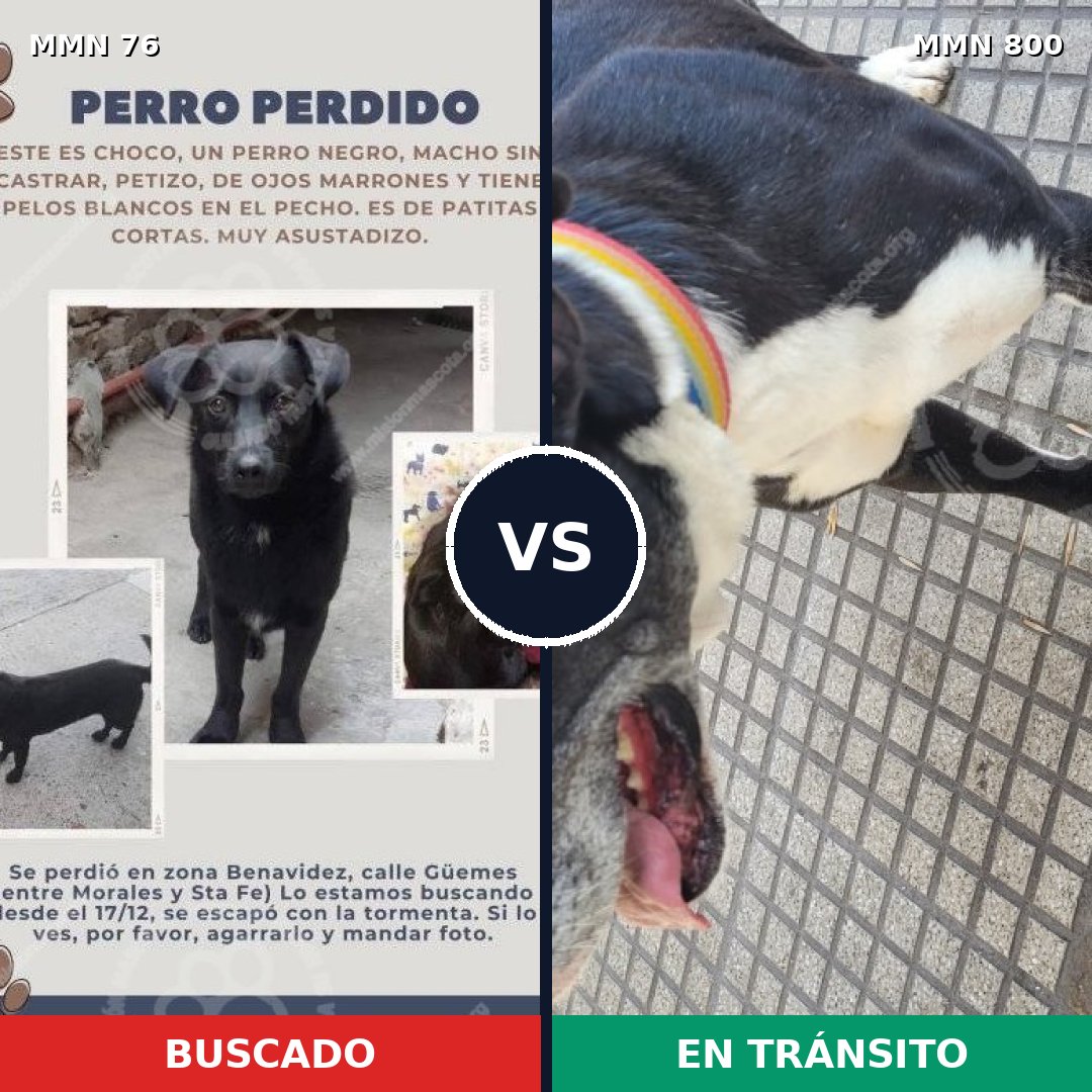 Comparativa MMS 12892: mascota perdida y mascota encontrada, 50% de similitud