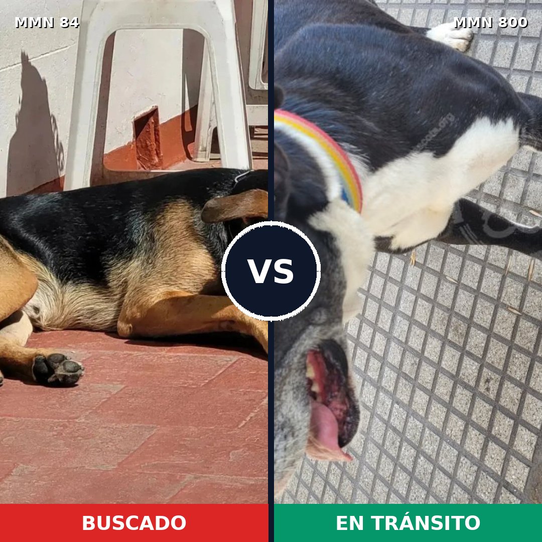 Comparativa MMS 12893: mascota perdida y mascota encontrada, 49% de similitud
