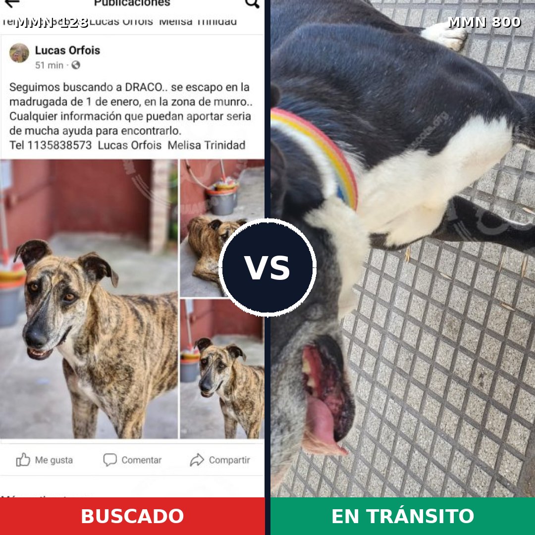 Comparativa MMS 12896: mascota perdida y mascota encontrada, 53% de similitud