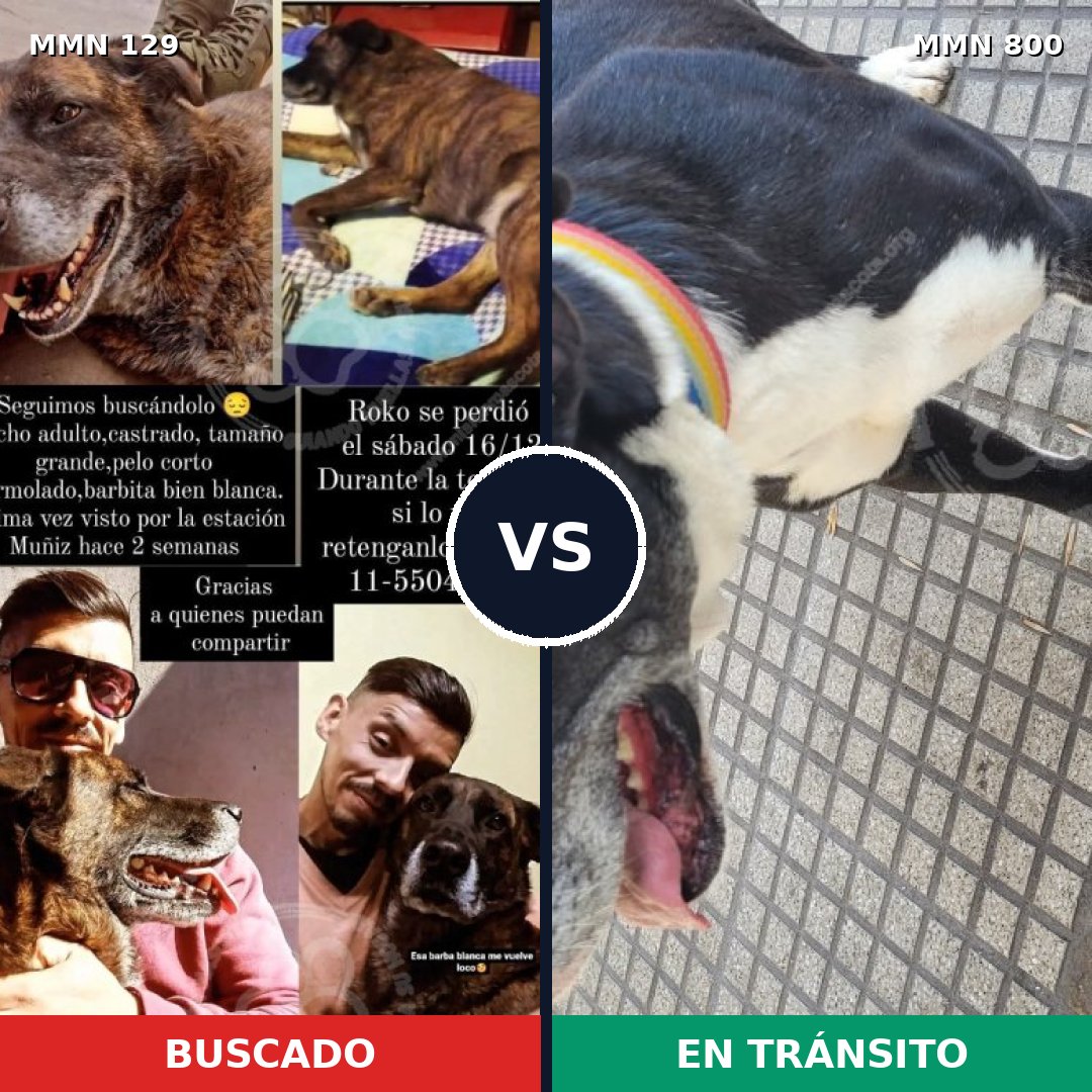 Comparativa MMS 12897: mascota perdida y mascota encontrada, 49% de similitud