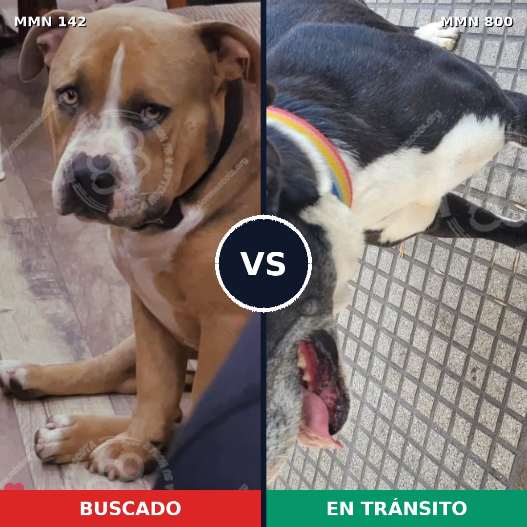 Comparativa MMS 12898: mascota perdida y mascota encontrada, 59% de similitud