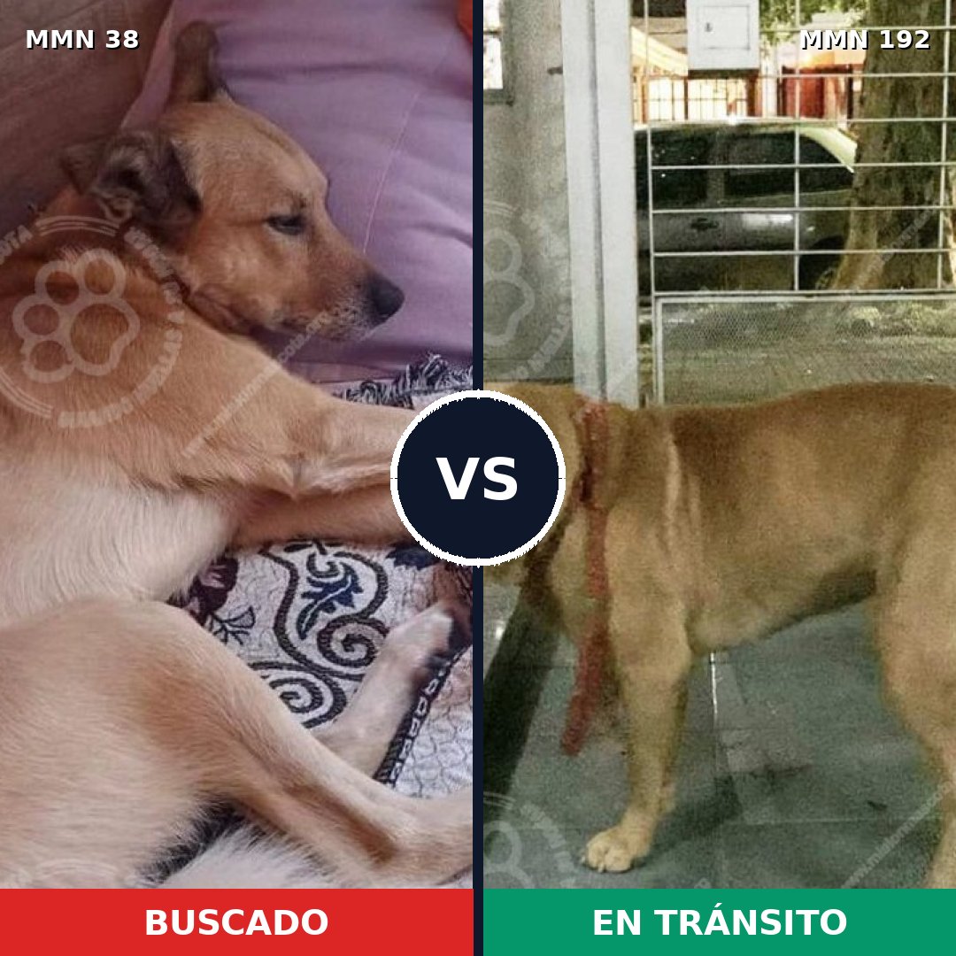 Comparativa MMS 129: mascota perdida y mascota encontrada, 68% de similitud