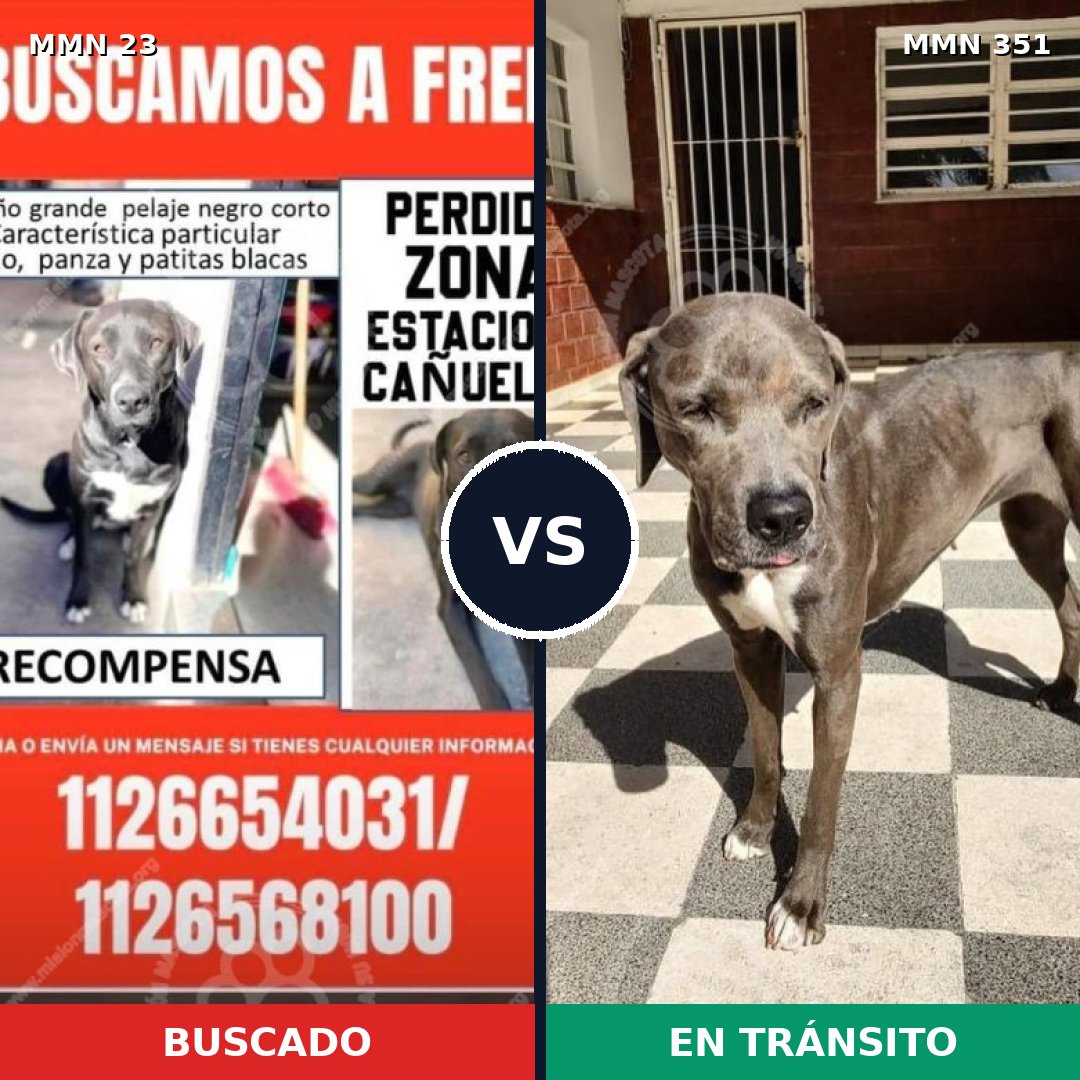 Comparativa MMS 1290: mascota perdida y mascota encontrada, 77% de similitud