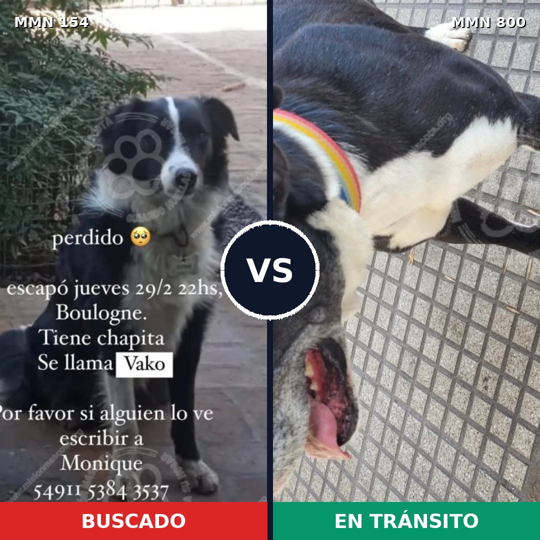 Comparativa MMS 12900: mascota perdida y mascota encontrada, 43% de similitud