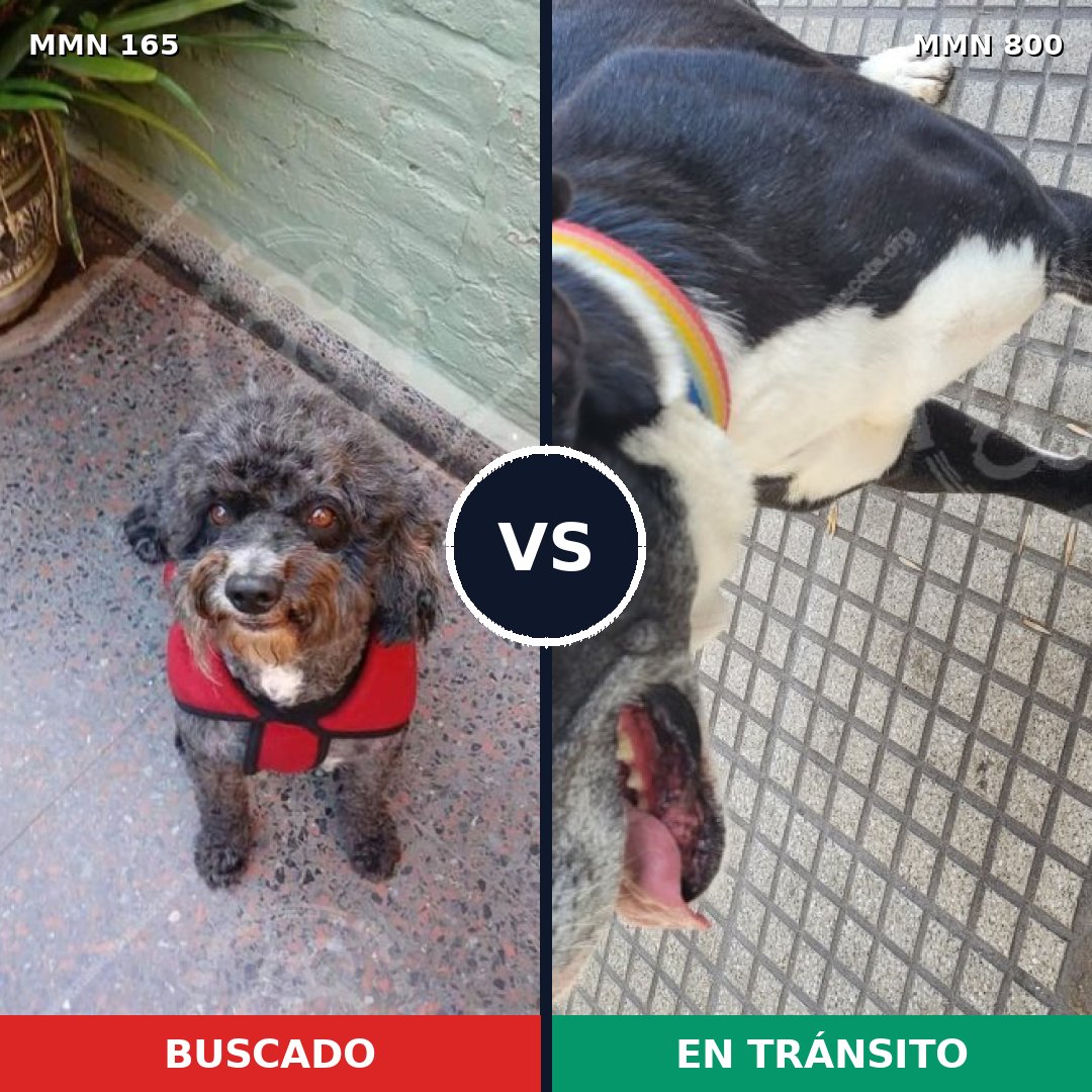 Comparativa MMS 12902: mascota perdida y mascota encontrada, 32% de similitud