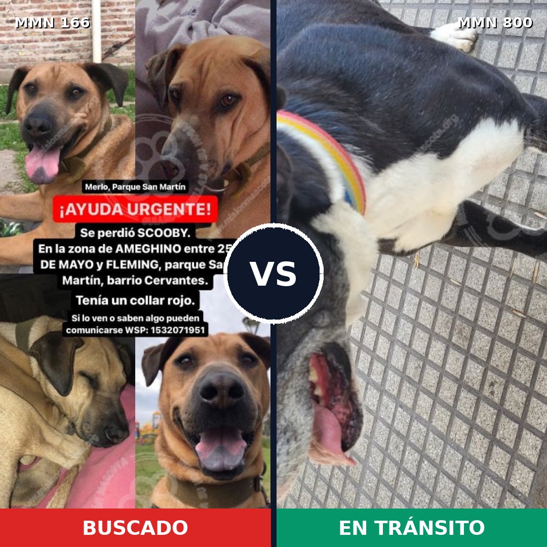 Comparativa MMS 12903: mascota perdida y mascota encontrada, 48% de similitud
