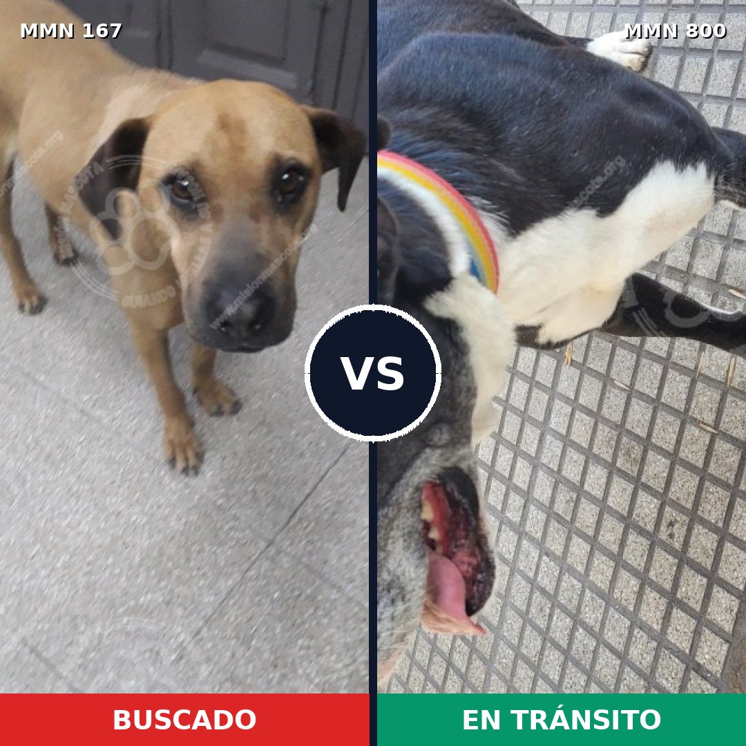 Comparativa MMS 12904: mascota perdida y mascota encontrada, 48% de similitud