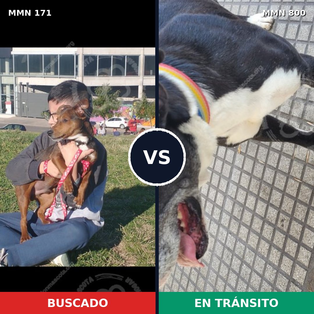 Comparativa MMS 12906: mascota perdida y mascota encontrada, 16% de similitud