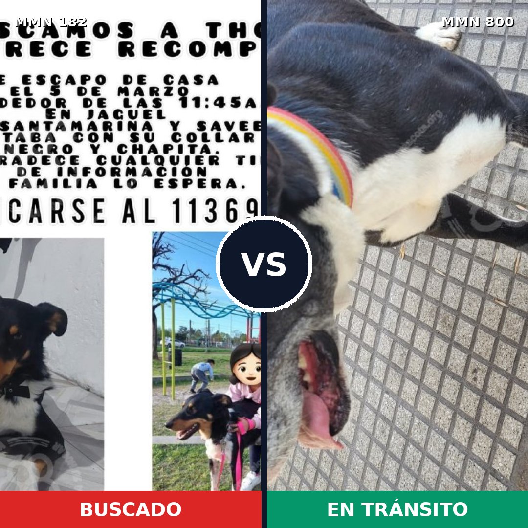 Comparativa MMS 12907: mascota perdida y mascota encontrada, 32% de similitud