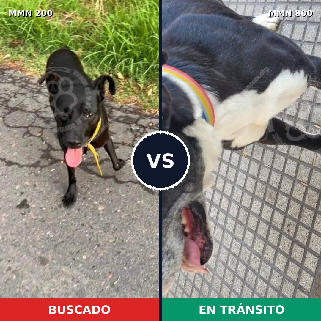Comparativa MMS 12909: mascota perdida y mascota encontrada, 44% de similitud