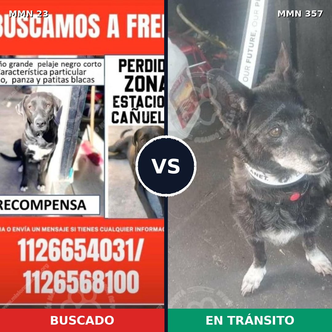 Comparativa MMS 1291: mascota perdida y mascota encontrada, 73% de similitud