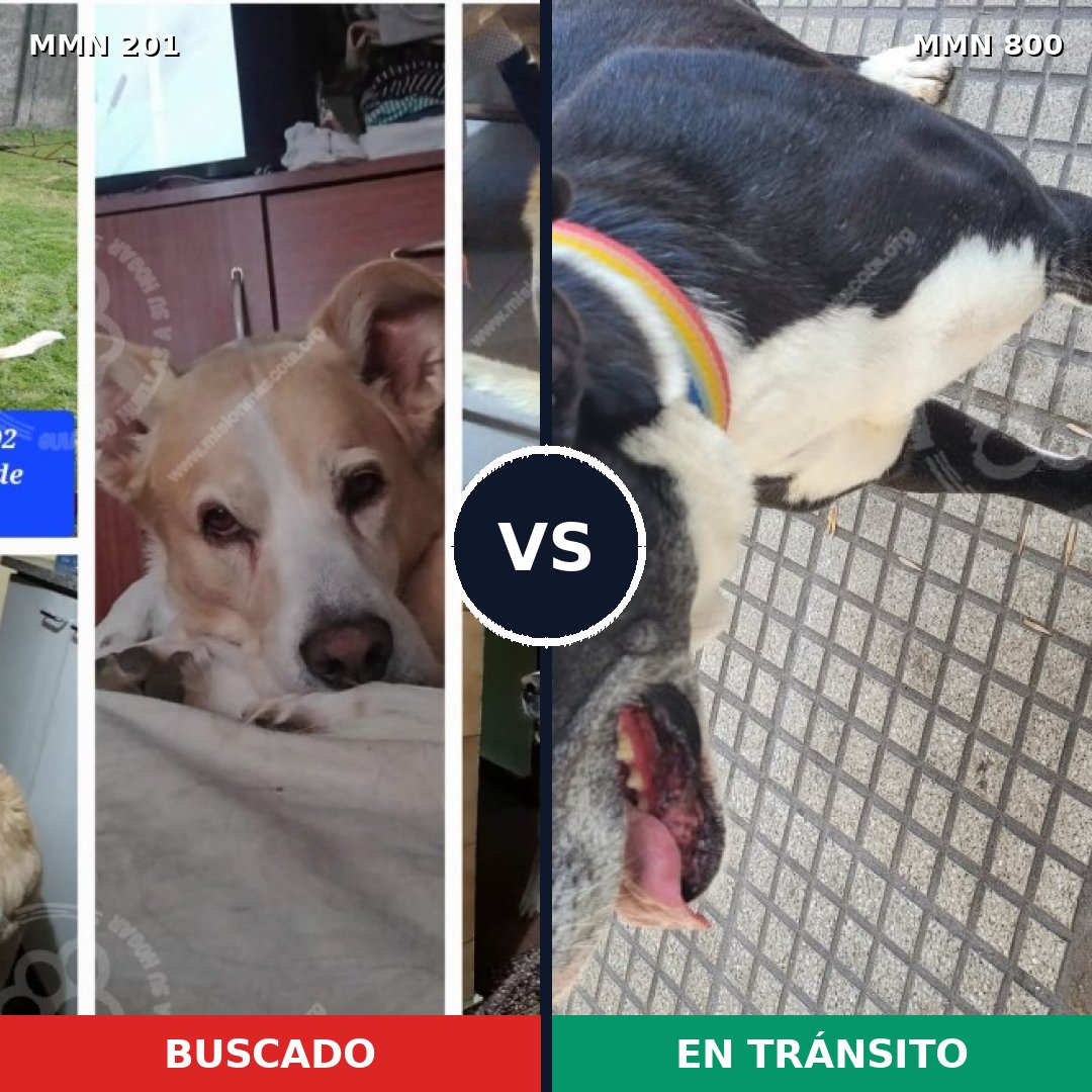 Comparativa MMS 12910: mascota perdida y mascota encontrada, 58% de similitud