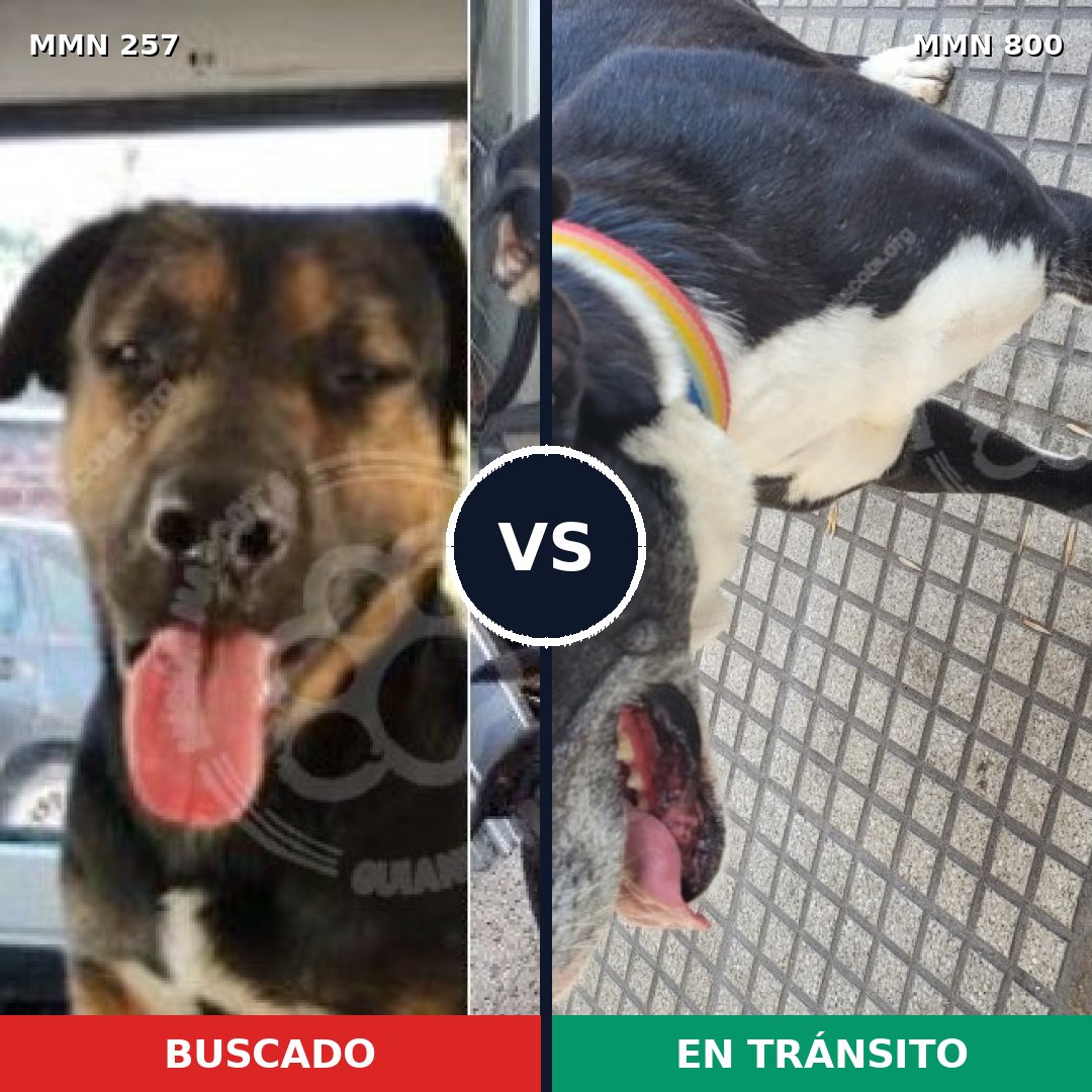 Comparativa MMS 12913: mascota perdida y mascota encontrada, 58% de similitud