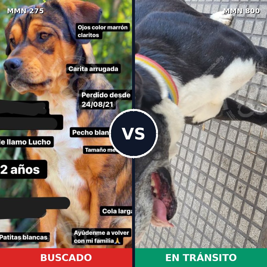 Comparativa MMS 12914: mascota perdida y mascota encontrada, 24% de similitud
