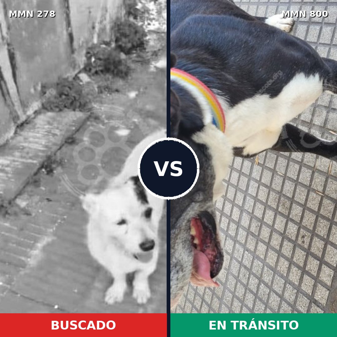 Comparativa MMS 12916: mascota perdida y mascota encontrada, 46% de similitud