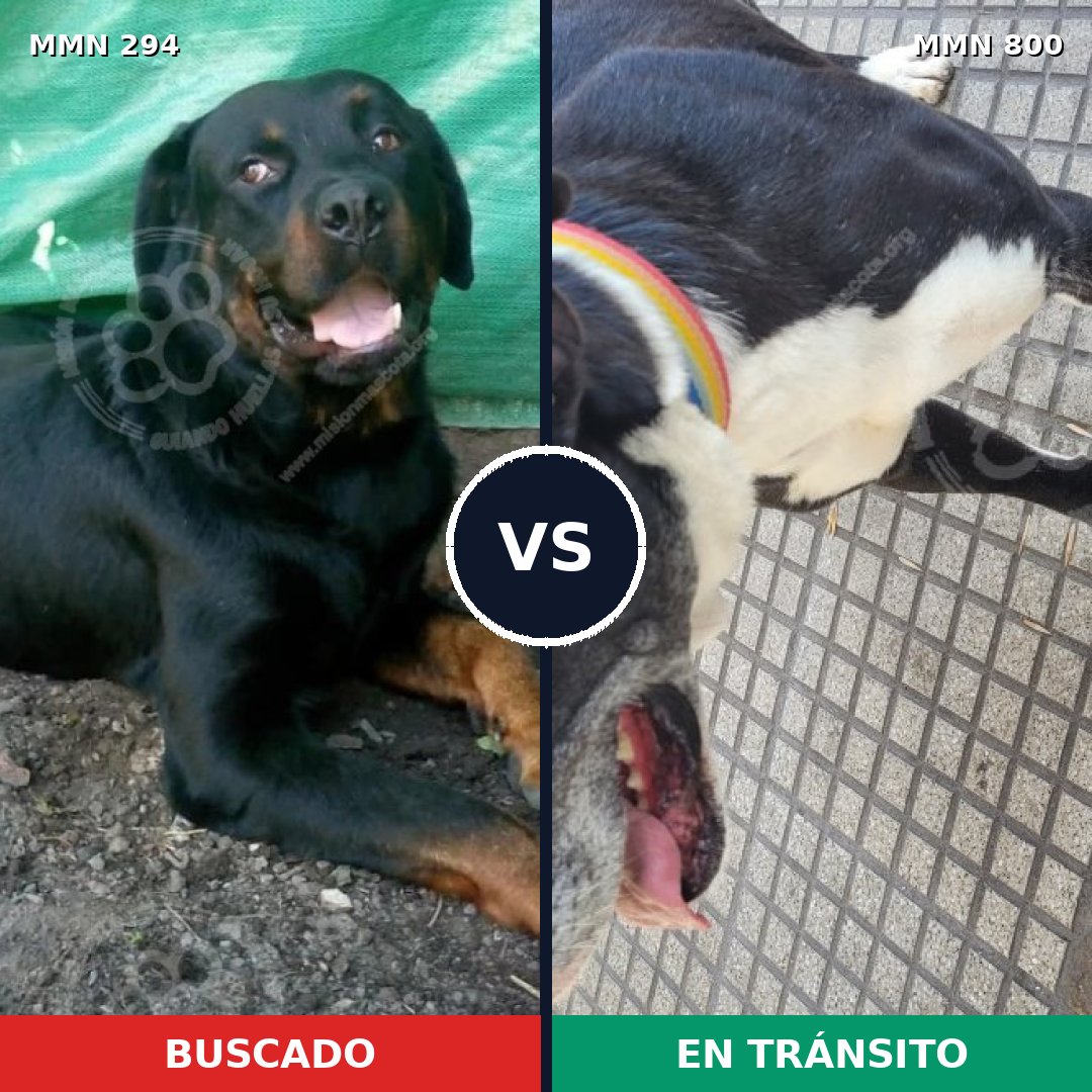 Comparativa MMS 12917: mascota perdida y mascota encontrada, 48% de similitud