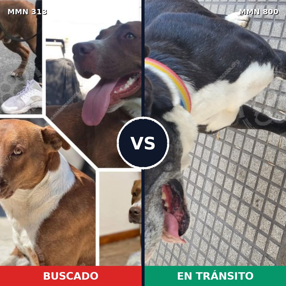Comparativa MMS 12921: mascota perdida y mascota encontrada, 20% de similitud