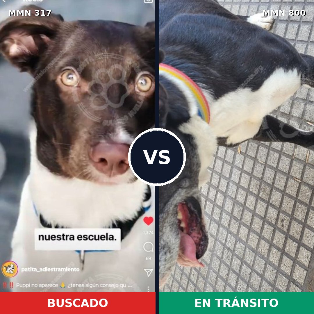 Comparativa MMS 12922: mascota perdida y mascota encontrada, 66% de similitud