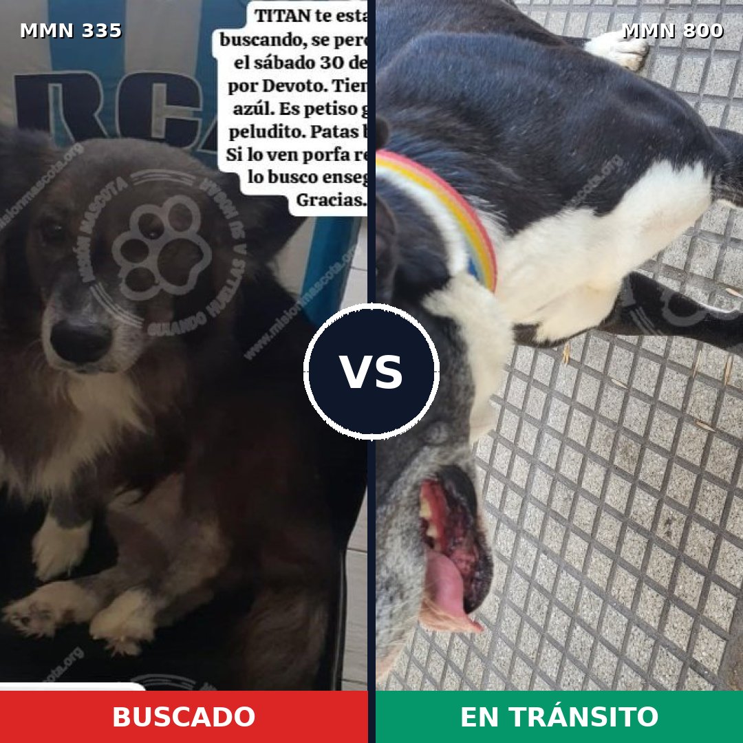 Comparativa MMS 12923: mascota perdida y mascota encontrada, 41% de similitud