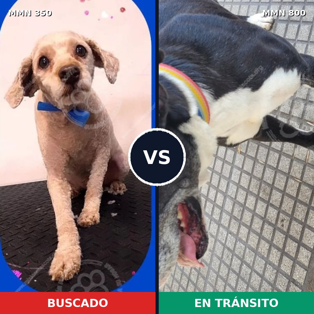 Comparativa MMS 12925: mascota perdida y mascota encontrada, 45% de similitud