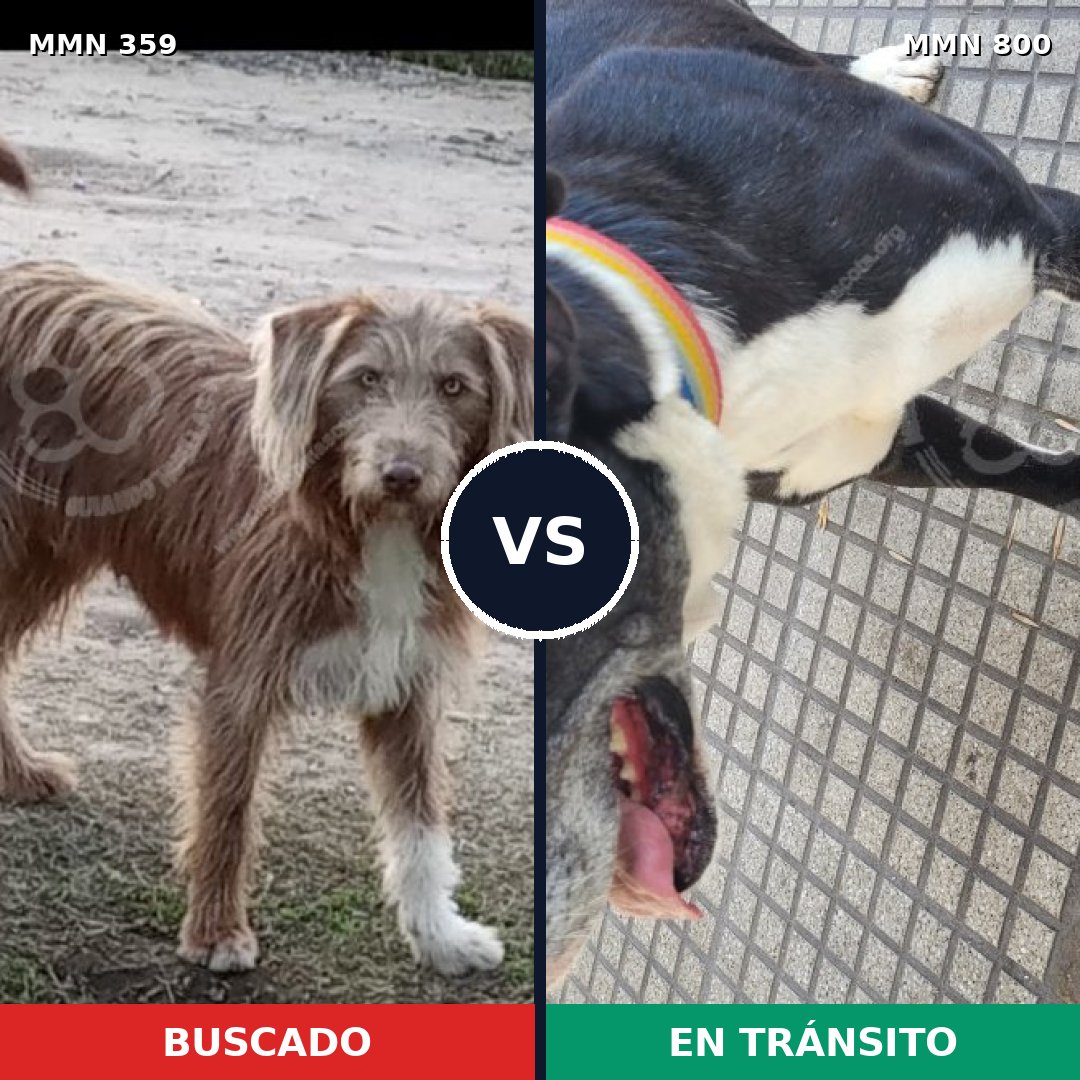 Comparativa MMS 12927: mascota perdida y mascota encontrada, 63% de similitud
