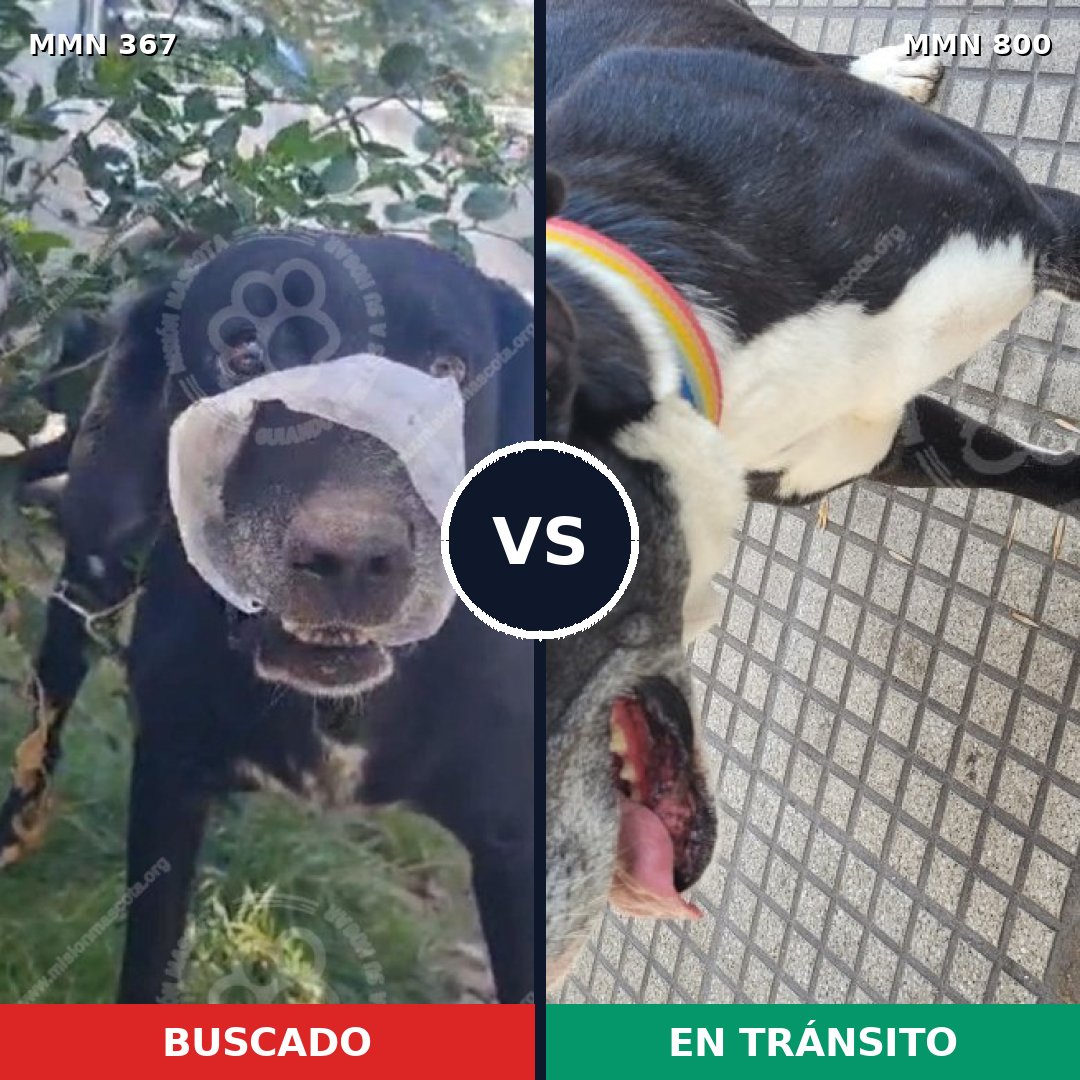 Comparativa MMS 12929: mascota perdida y mascota encontrada, 53% de similitud