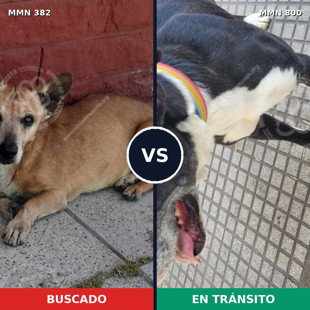 Comparativa MMS 12931: mascota perdida y mascota encontrada, 39% de similitud