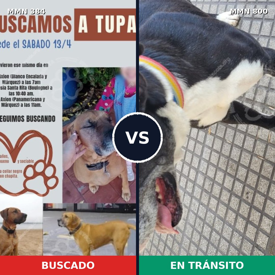 Comparativa MMS 12932: mascota perdida y mascota encontrada, 63% de similitud