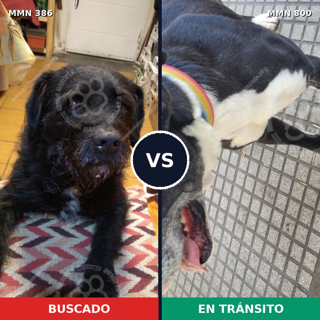 Comparativa MMS 12933: mascota perdida y mascota encontrada, 47% de similitud